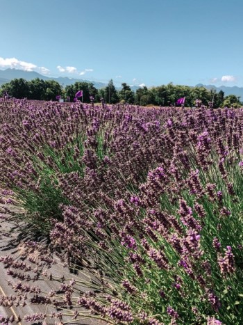 lavendar fields in Olympic Peninsula Washington, Blue Eyed Compass