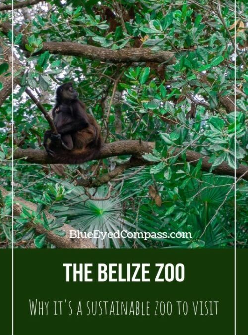 Visiting the Belize Zoo